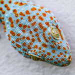 tokay gecko profile