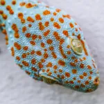 tokay gecko profile