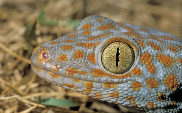 tokay gecko profile