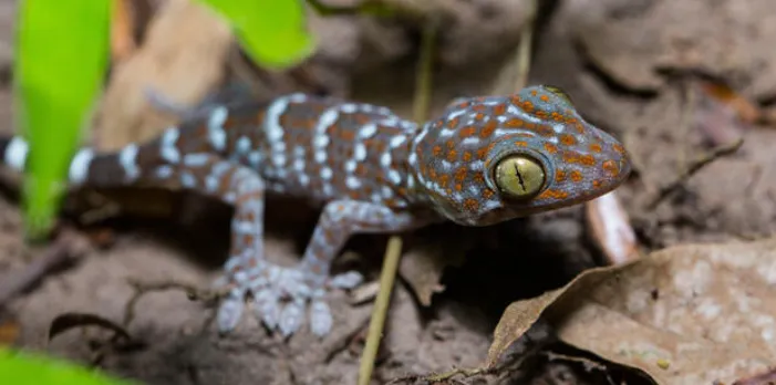 tokay gecko