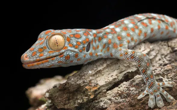 tokay gecko q&a