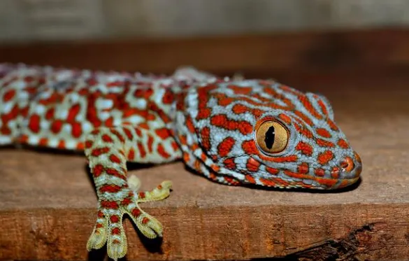 tokay gecko questions