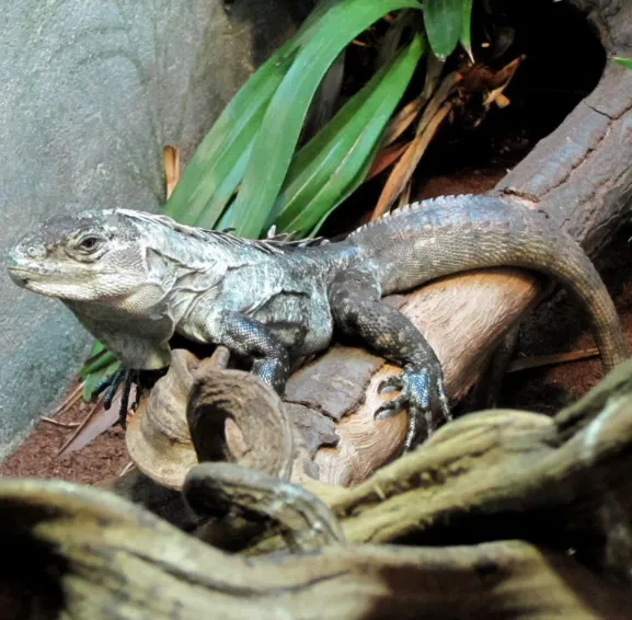 Utila Spiny-tailed Iguana