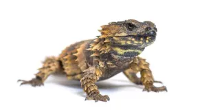 Armadillo-Girdled-Lizard