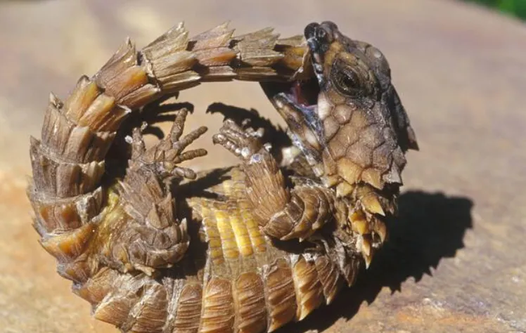 Armadillo Girdled Lizard