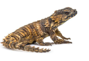 Armadillo Girdled Lizard Profile - Reptile Craze