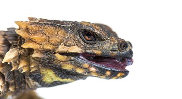 Armadillo-Girdled-Lizard