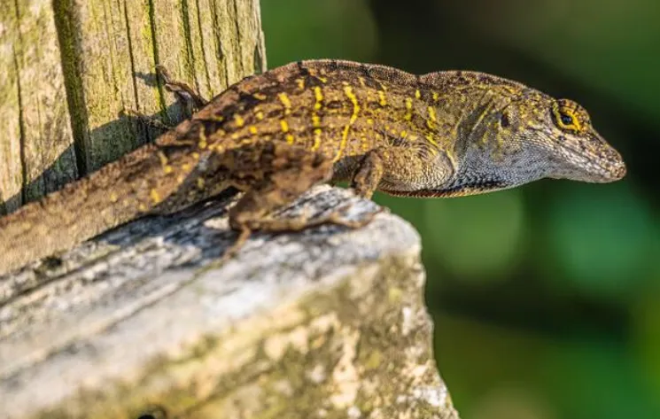 Brown Anole