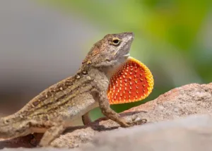 Brown-Anole