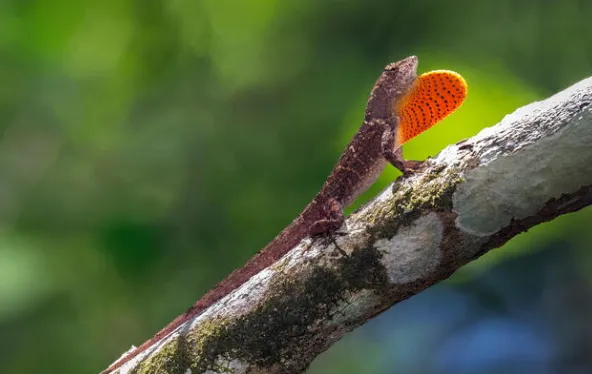 Brown Anole