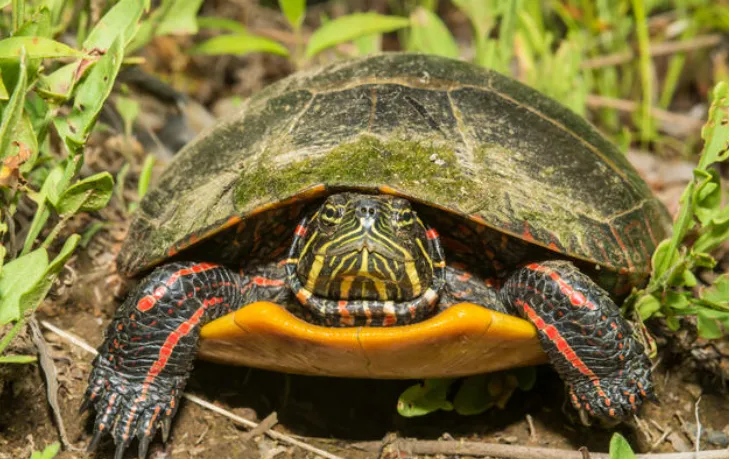 Eastern Painted Turtle