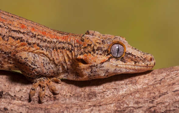 Gargoyle Gecko