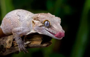 Gargoyle-Gecko