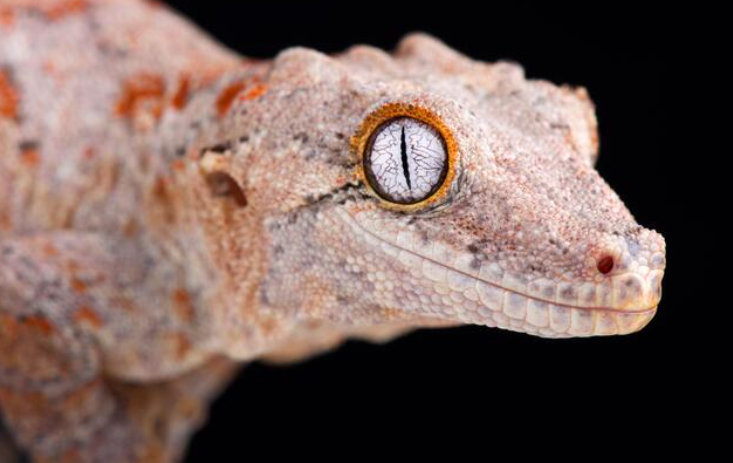 Gargoyle Gecko