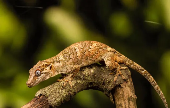 Gargoyle Gecko