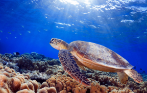 Green Sea Turtle Profile - Reptile Craze