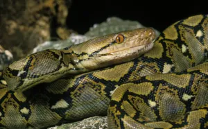 reticulated python