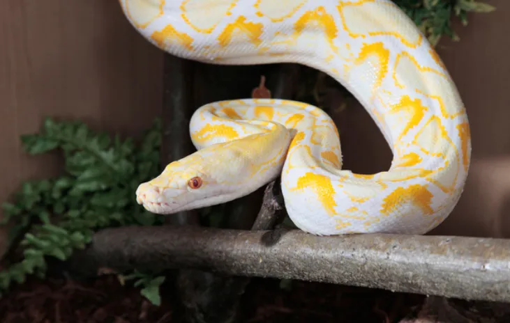 Reticulated Python