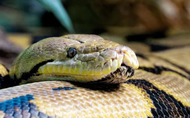 Reticulated Python