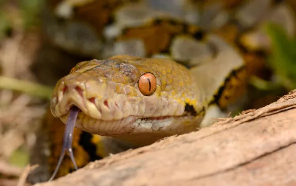 Reticulated Python