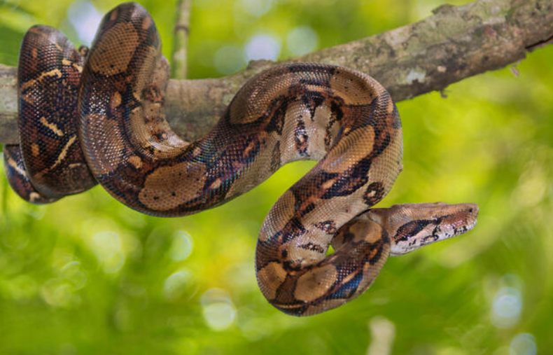 Common Boa Constrictor