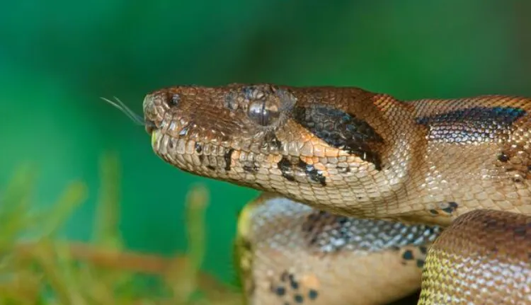 Common Boa Constrictor