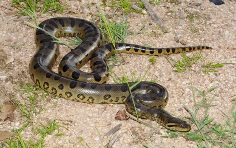 Green Anaconda