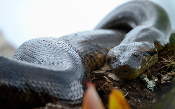 Green Anaconda