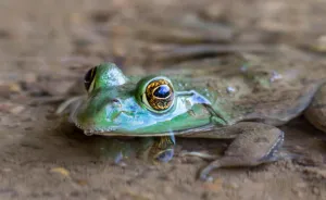 American-Bullfrog-reptilecraze.com