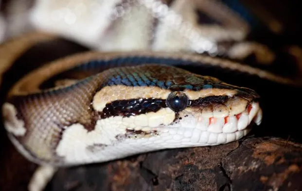 Ball-Python-reptilecraze.com