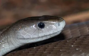 Black-Mamba-reptilecraze.com