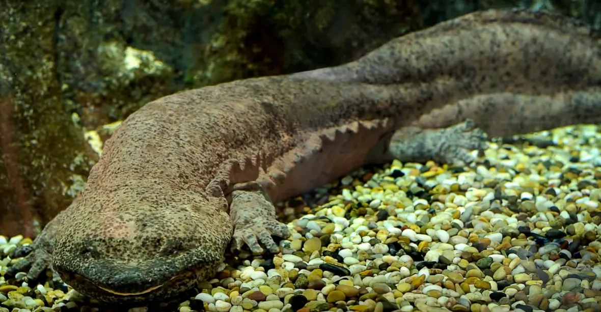 Chinese-Giant-Salamander-reptilecraze.com