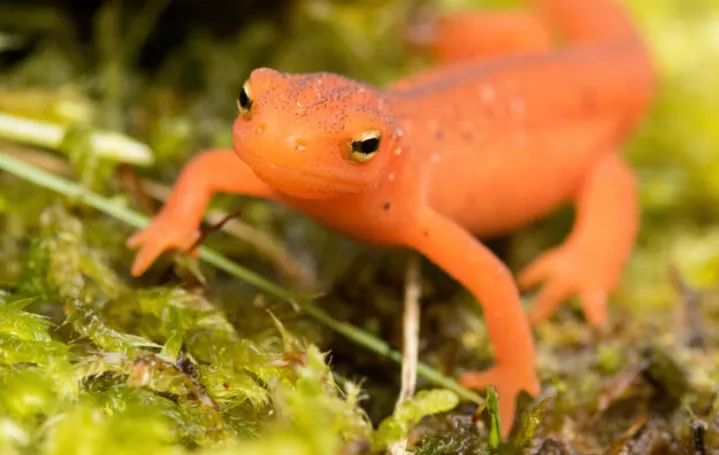 Eastern-Newt-reptilecraze.com