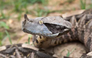 Gaboon-Viper-reptilecraze.com