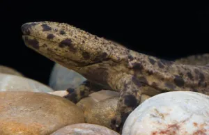 Japanese-Giant-Salamander-reptilecraze.com