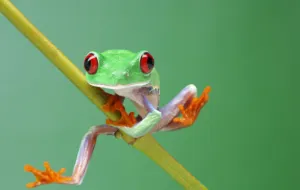 Red-Eyed-Tree-Frog-reptilecraze.com