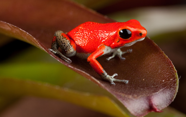 Strawberry Poison Dart Frog