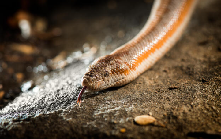 Rosy Boa