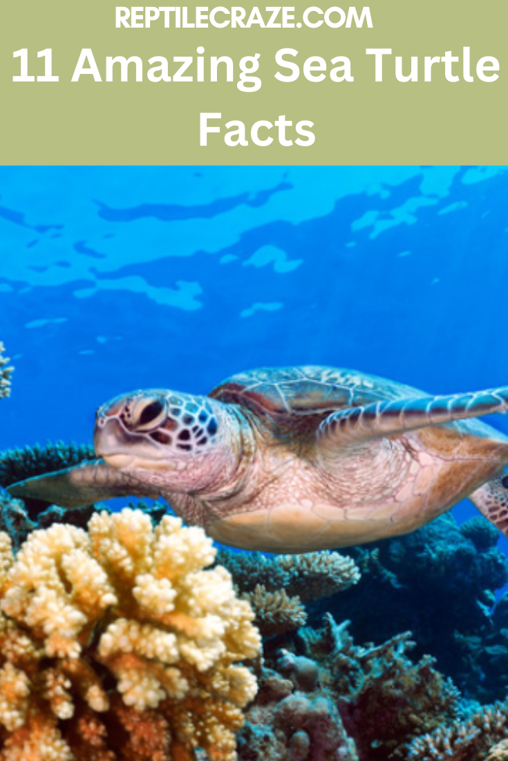 11-amazing-sea-turtle-facts-reptilecraze.com