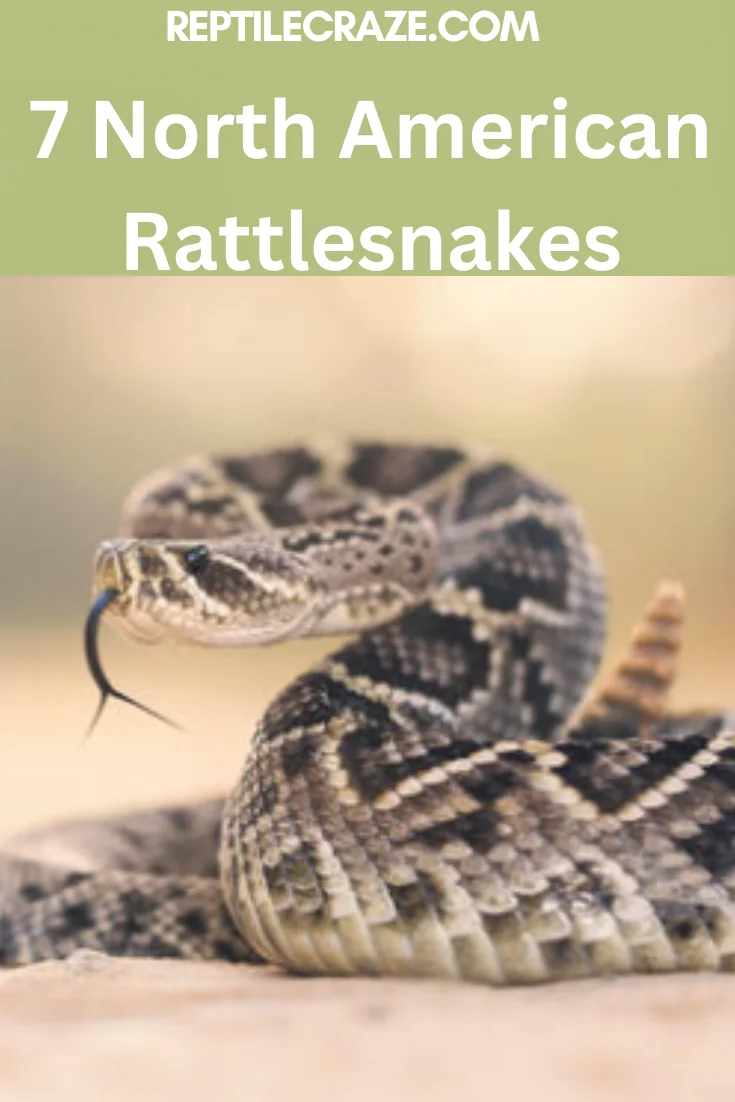 7-North-American- Rattlesnakes-reptilecraze.com