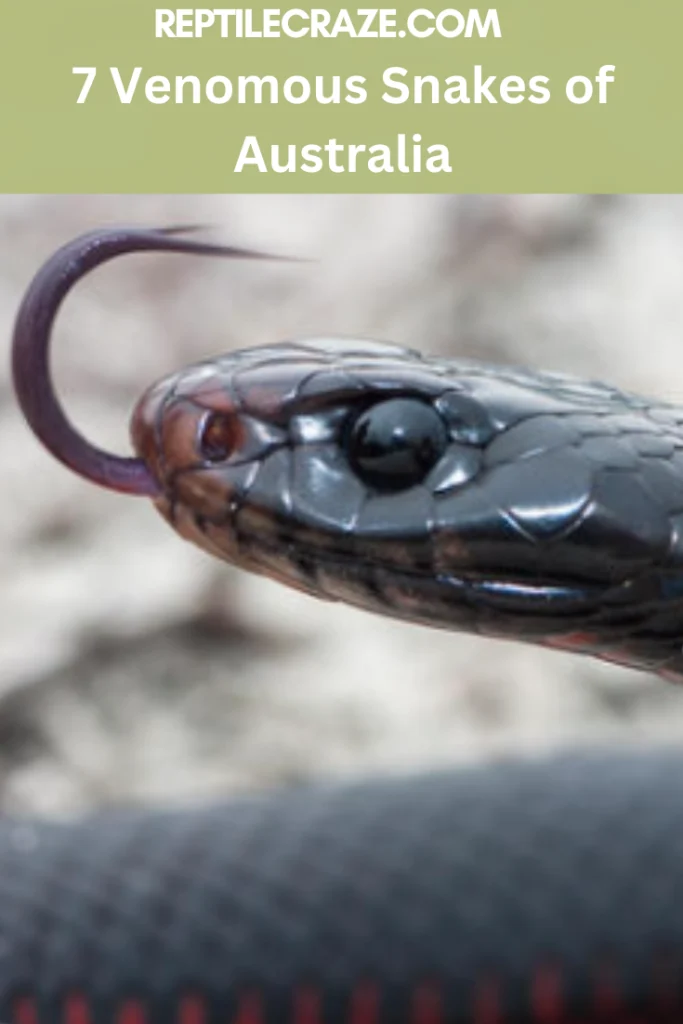 7-venomous-snakes-of-australia-reptilecraze.com