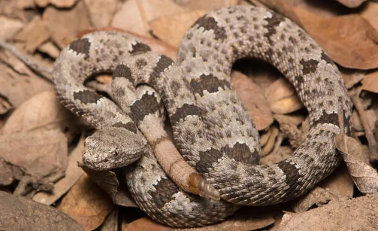 Banded Rock Rattlesnake