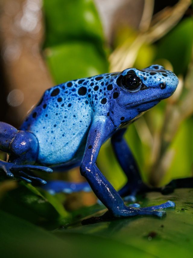 7 Interesting Facts about Blue Poison Dart Frog - Reptile Craze