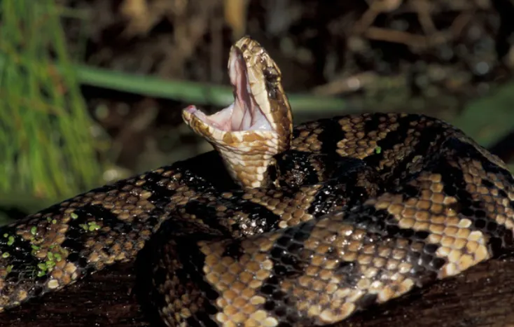 Cottonmouth Snake