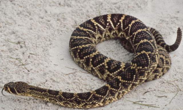 10 Most Venomous Snakes in the United States - Reptile Craze