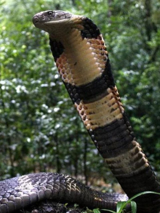 7 Interesting Facts About King Cobra Reptile Craze