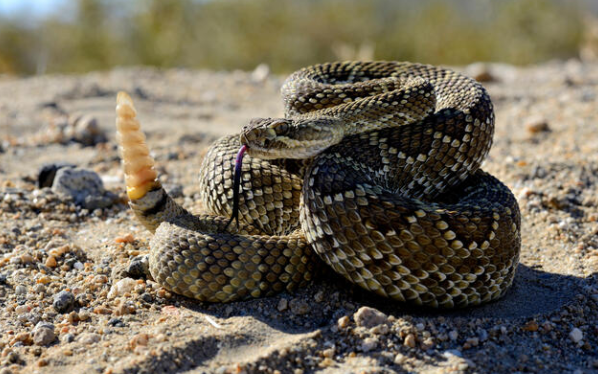 Mojave Rattlesnake