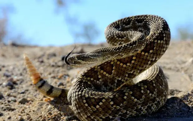 Mojave Rattlesnake