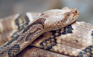 7 North American Rattlesnakes - Reptile Craze