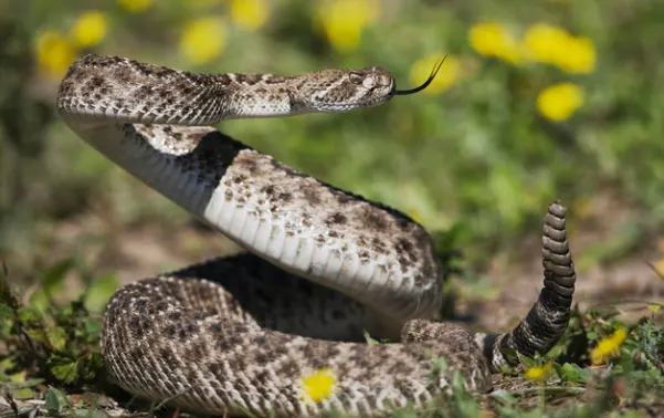 Western Diamondback Rattlesnake